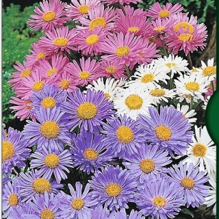 Астра Тироль смесь (альпийская)