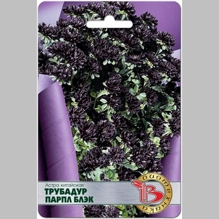 Астра Трубадур Парпл Блэк