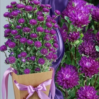 Астра Трубадур Блю Дабл