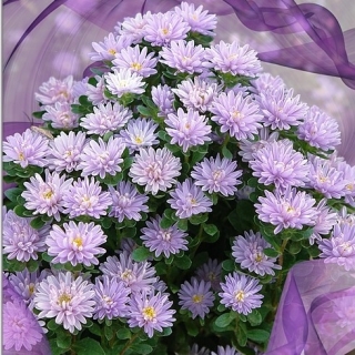 Астра Трубадур Лаванда