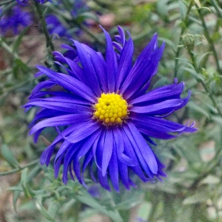 Астра Вартбургская звезда (альпийская)