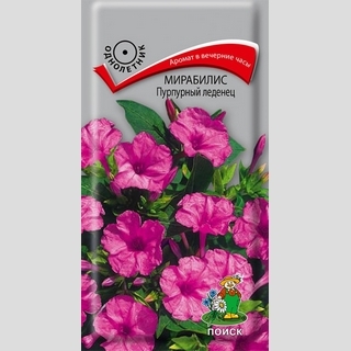 Мирабилис ялапа Пурпурный леденец