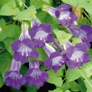 Азарина Лазурный Водопад