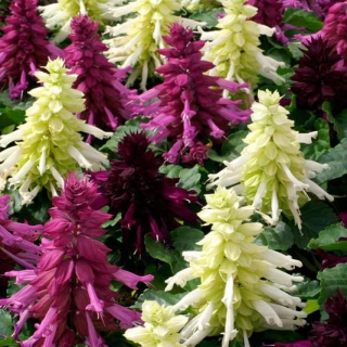 Сальвия Галактика смесь