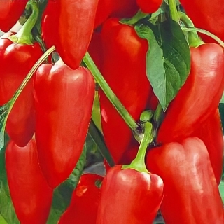 Перец Бабкин Язык