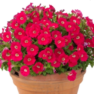 Петуния Бэби Джоконда Роуз (Семена Профи)