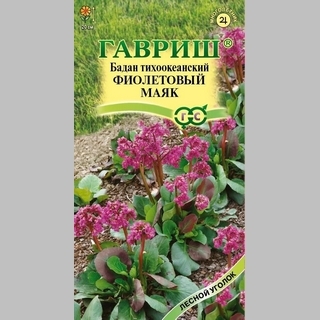 Бадан Фиолетовый маяк (тихоокеанский)