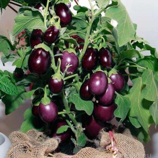 Баклажан Медальон (Четыре лета)