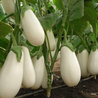 Баклажан Молочник