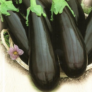 Баклажан Байкал F1