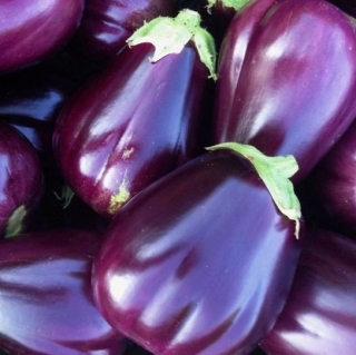 Баклажан Бардовский фестиваль F1