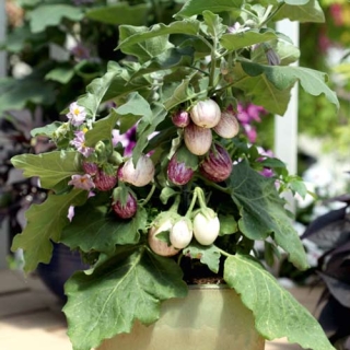 Баклажан Бэйби Страйп F1