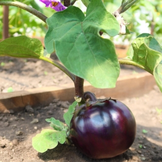 Баклажан Генеральский