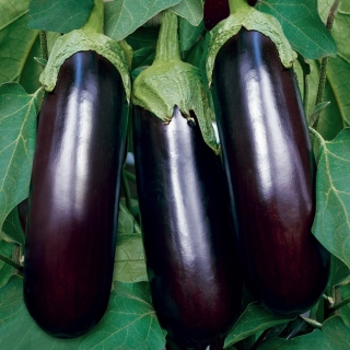 Баклажан Сытая зима F1