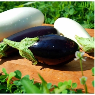 Баклажан Белый Бим Черное Ухо