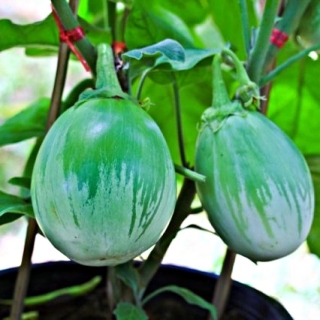 Баклажан Мини-шреки