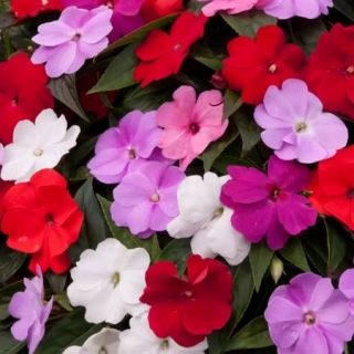 Бальзамин Тропический F1 смесь