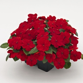 Бальзамин Алая мечта F1 (ампельный)