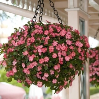 Бальзамин Сладкая мечта F1 (ампельный)