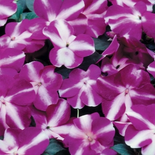 Бальзамин Беленс F1 Фиолетовая звезда