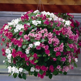 Бальзамин Дивайн Смесь Мистик F1 новогвинейский