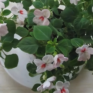 Бальзамин Карнавал Черри Липс F1 (Уоллера)