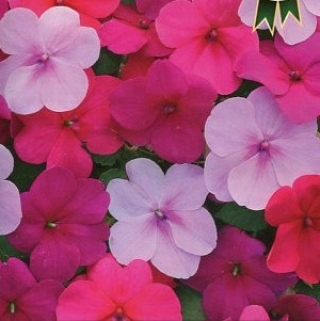 Бальзамин Венский вальс F1 смесь