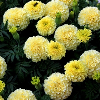 Бархатцы Аляска