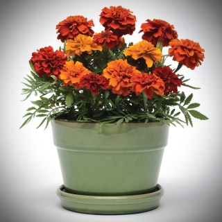 Бархатцы Хамелеон Fireball F1 (большой пакет)