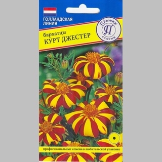 Бархатцы Курт Джестер