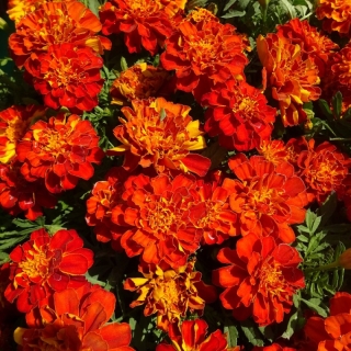 Бархатцы Алюмия Ягодный Крем