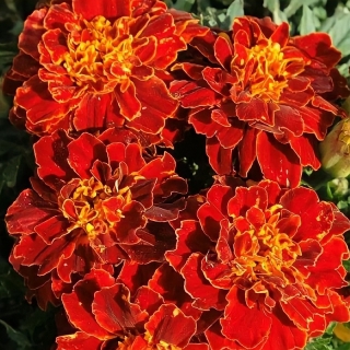 Бархатцы Ред Черри