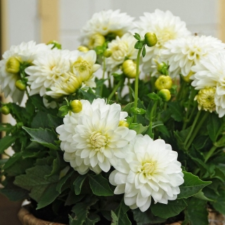 Георгина Барокко Белая