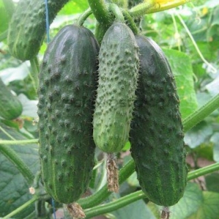 Огурец Барвина F1