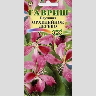 Баухиния Орхидейное дерево (пурпурная)