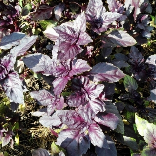 Базилик Арарат (Лидер)