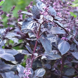 Базилик Дракон