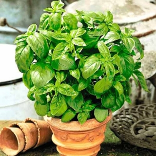 Базилик Фруктовая Карамель (большой пакет)