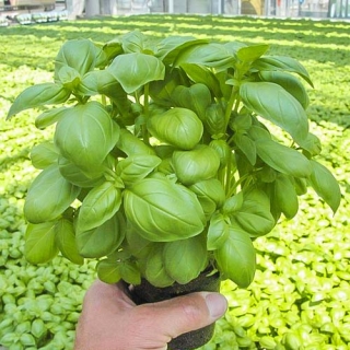 Базилик Мариан (Энза Заден)