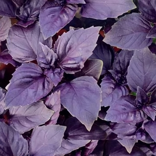 Базилик Ереванский