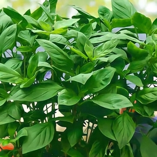 Базилик Шанхай