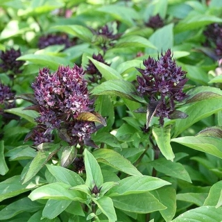 Базилик Страна Сиам