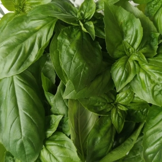 Базилик Венгерский коричный