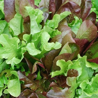 Бэби салат Карнавал вкуса смесь