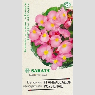 Бегония Амбассадор Роуз блаш F1 вечноцветущая