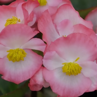 Бегония Амбассадор Роуз блаш F1 вечноцветущая