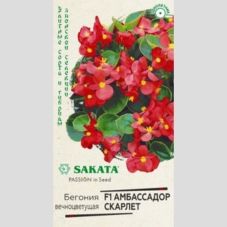 Бегония Амбассадор Скарлет F1 вечноцветущая