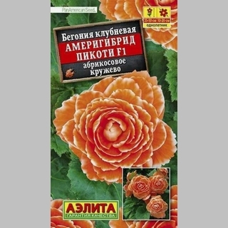 Бегония Америгибрид Пикоти F1 Абрикосовое Кружево