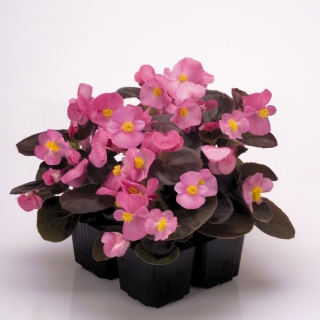 Бегония Бада бум F1 роза