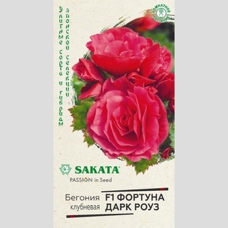 Бегония Фортуна Дарк роуз F1 клубневая